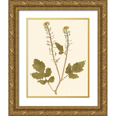 Pressed Botanical I Gold Ornate Wood Framed Art Print with Double Matting by Vision Studio