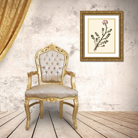 Pressed Botanical II Gold Ornate Wood Framed Art Print with Double Matting by Vision Studio