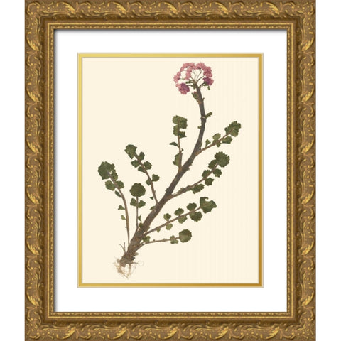 Pressed Botanical II Gold Ornate Wood Framed Art Print with Double Matting by Vision Studio
