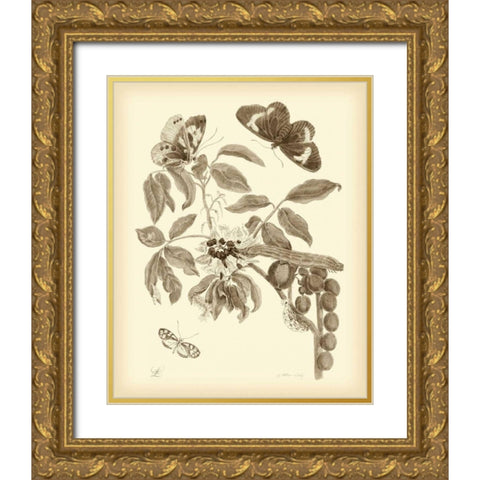 Nature Study in Sepia II Gold Ornate Wood Framed Art Print with Double Matting by Merian, Maria S.