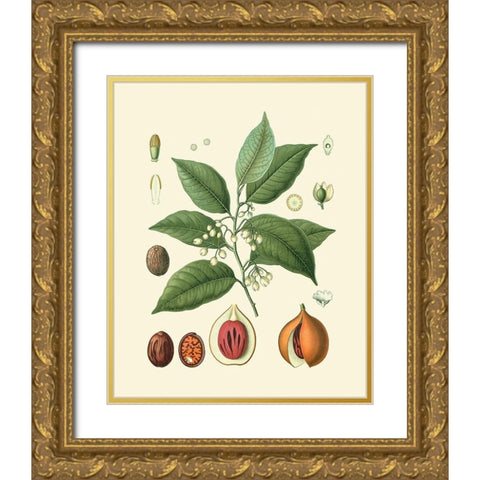 Botanical Glory III Gold Ornate Wood Framed Art Print with Double Matting by Vision Studio