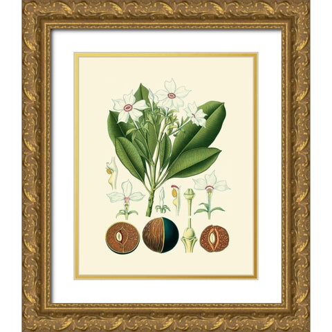 Botanical Glory IV Gold Ornate Wood Framed Art Print with Double Matting by Vision Studio
