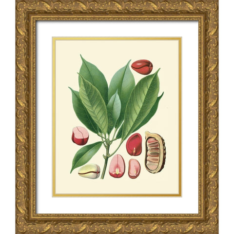 Botanical Glory VI Gold Ornate Wood Framed Art Print with Double Matting by Vision Studio