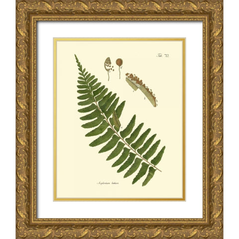 Antique Fern V Gold Ornate Wood Framed Art Print with Double Matting by Vision Studio
