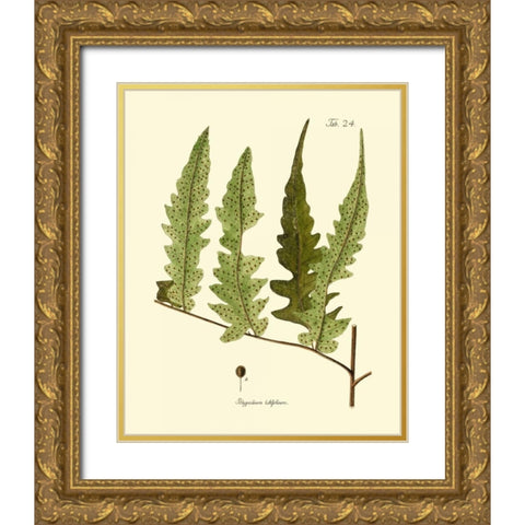 Antique Fern VII Gold Ornate Wood Framed Art Print with Double Matting by Vision Studio