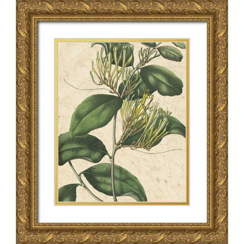 Botanic Beauty IV Gold Ornate Wood Framed Art Print with Double Matting by Vision Studio