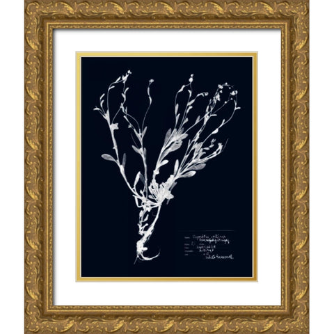 Impressions on Indigo II Gold Ornate Wood Framed Art Print with Double Matting by Vision Studio