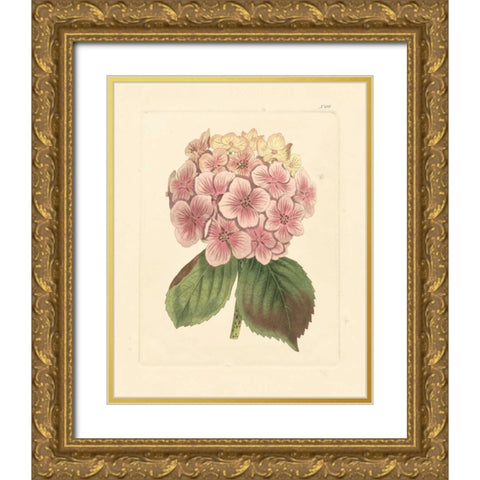 Evas Garden IV Gold Ornate Wood Framed Art Print with Double Matting by Vision Studio