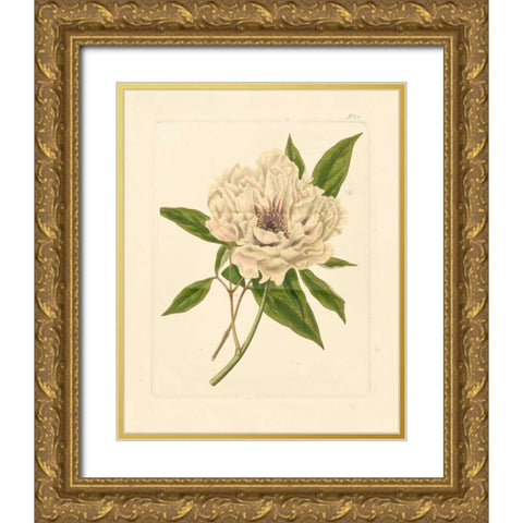 Evas Garden V Gold Ornate Wood Framed Art Print with Double Matting by Vision Studio
