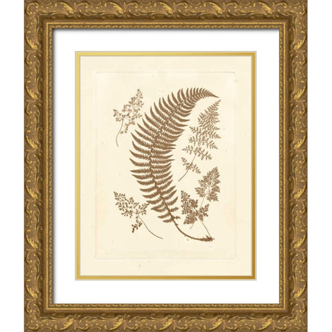 Sepia Ferns IV Gold Ornate Wood Framed Art Print with Double Matting by Vision Studio