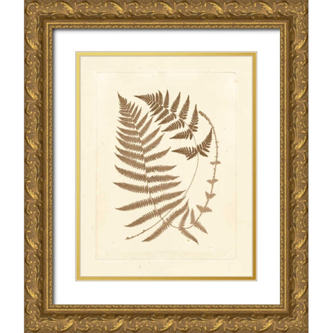 Sepia Ferns V Gold Ornate Wood Framed Art Print with Double Matting by Vision Studio