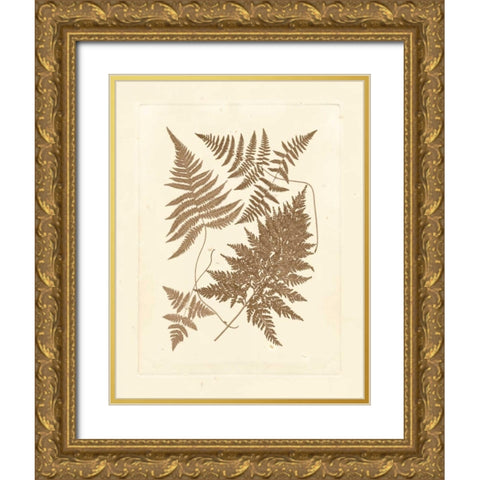 Sepia Ferns VI Gold Ornate Wood Framed Art Print with Double Matting by Vision Studio