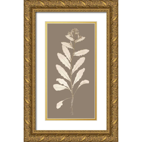 Taupe Nature Study IV Gold Ornate Wood Framed Art Print with Double Matting by Vision Studio