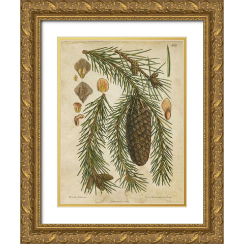 Vintage Conifers I Gold Ornate Wood Framed Art Print with Double Matting by Vision Studio