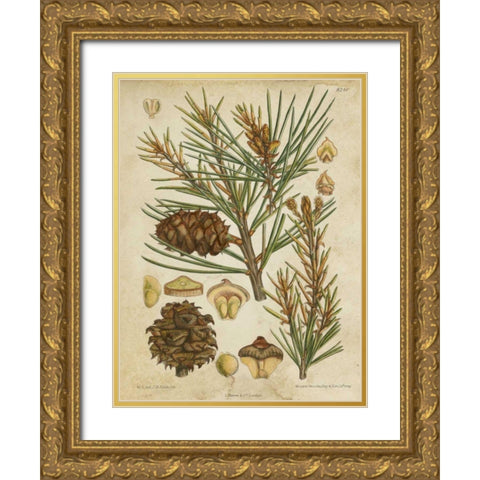 Vintage Conifers II Gold Ornate Wood Framed Art Print with Double Matting by Vision Studio