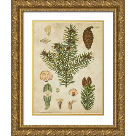 Vintage Conifers III Gold Ornate Wood Framed Art Print with Double Matting by Vision Studio