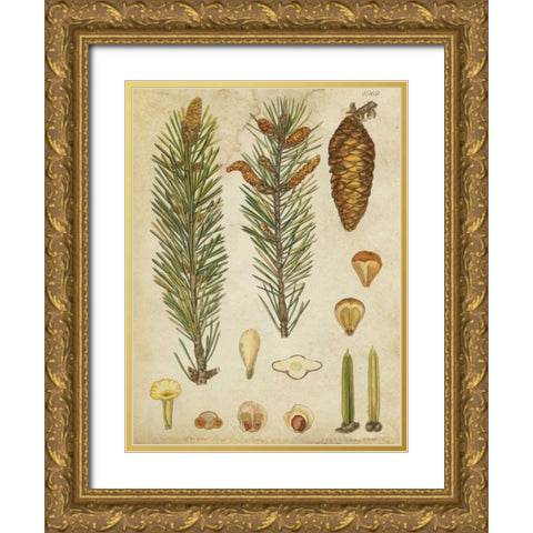 Vintage Conifers IV Gold Ornate Wood Framed Art Print with Double Matting by Vision Studio