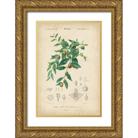 Tropical Botanique VII Gold Ornate Wood Framed Art Print with Double Matting by Vision Studio