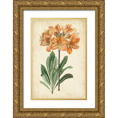 Botanical Display V Gold Ornate Wood Framed Art Print with Double Matting by Vision Studio