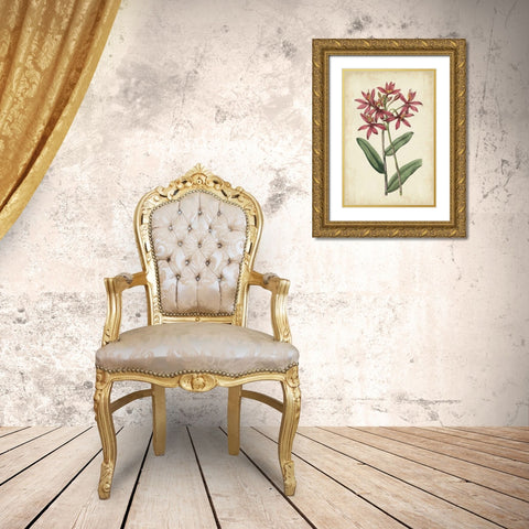Botanical Display VI Gold Ornate Wood Framed Art Print with Double Matting by Vision Studio