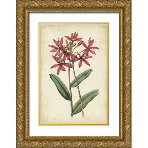 Botanical Display VI Gold Ornate Wood Framed Art Print with Double Matting by Vision Studio