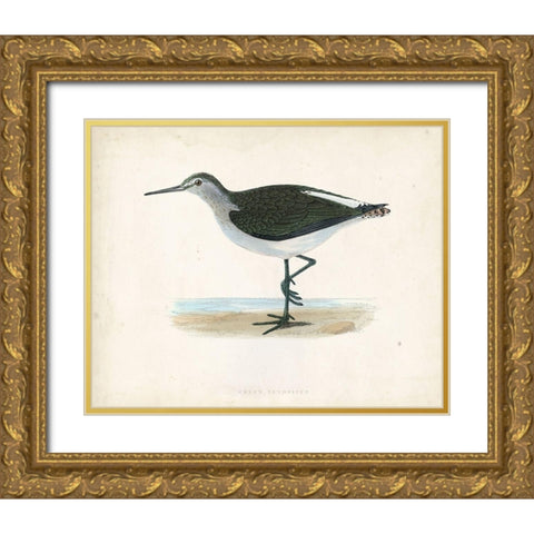 Morris Sandpiper VI Gold Ornate Wood Framed Art Print with Double Matting by Morris