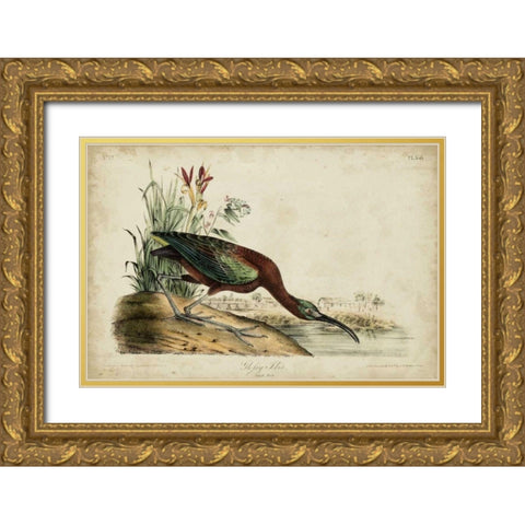 Glossy Ibis Gold Ornate Wood Framed Art Print with Double Matting by Audubon, John James