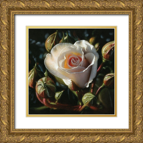 White Rose - First Born Gold Ornate Wood Framed Art Print with Double Matting by Bogle, Collin