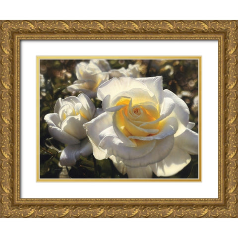 White Roses Gold Ornate Wood Framed Art Print with Double Matting by Bogle, Collin