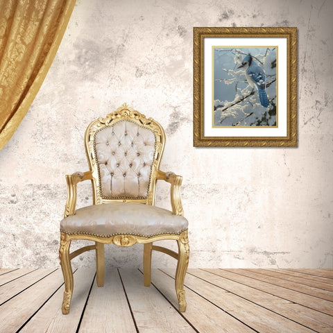 Blue Jay - On the Fence Gold Ornate Wood Framed Art Print with Double Matting by Bogle, Collin