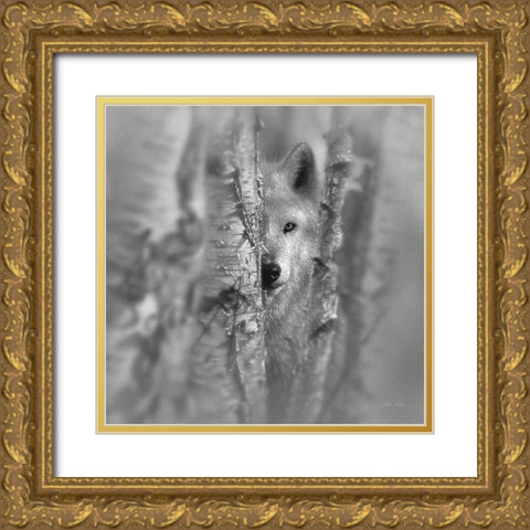 Wolf - Focused - BandW Gold Ornate Wood Framed Art Print with Double Matting by Bogle, Collin