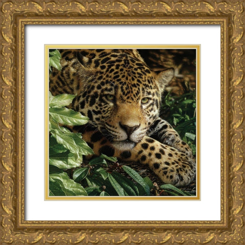 Jaguar - At Rest Gold Ornate Wood Framed Art Print with Double Matting by Bogle, Collin
