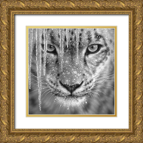 Snow Leopard - Blue Ice - BandW Gold Ornate Wood Framed Art Print with Double Matting by Bogle, Collin