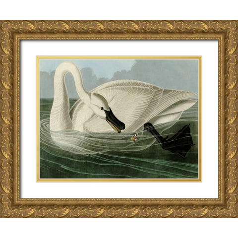 Trumpeter Swan Gold Ornate Wood Framed Art Print with Double Matting by Audubon, John James