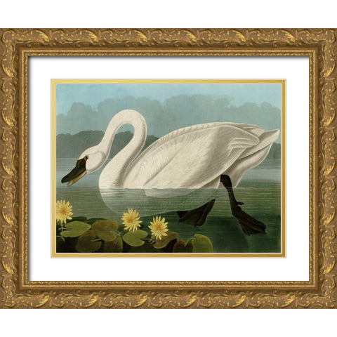Common American Swan Gold Ornate Wood Framed Art Print with Double Matting by Audubon, John James