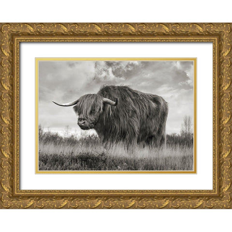Scottish Highland Bull (BW) Gold Ornate Wood Framed Art Print with Double Matting by Pangea Images