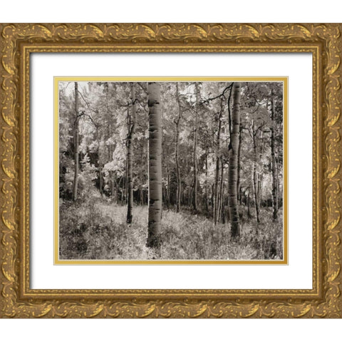 Birch Clearing Gold Ornate Wood Framed Art Print with Double Matting by Aniballi, Brett
