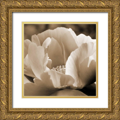Brilliant Peony Gold Ornate Wood Framed Art Print with Double Matting by Amber Light Gallery