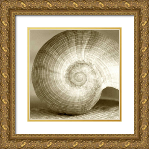 Sepia Shell Life 1 Gold Ornate Wood Framed Art Print with Double Matting by Amber Light Gallery