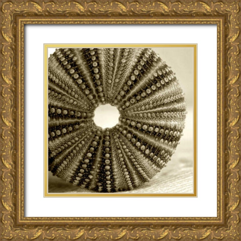 Sepia Shell Life 2 Gold Ornate Wood Framed Art Print with Double Matting by Amber Light Gallery