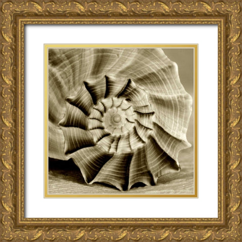 Sepia Shell Life 3 Gold Ornate Wood Framed Art Print with Double Matting by Amber Light Gallery