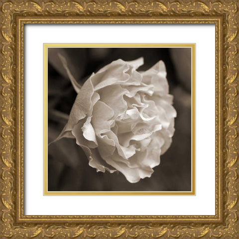 Rose Profile Gold Ornate Wood Framed Art Print with Double Matting by Semenza, Marlana