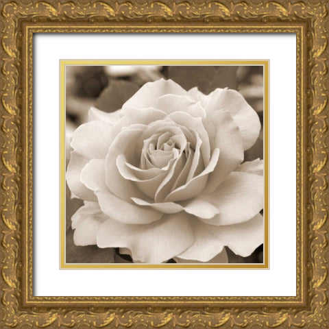Rose Glory Gold Ornate Wood Framed Art Print with Double Matting by Semenza, Marlana