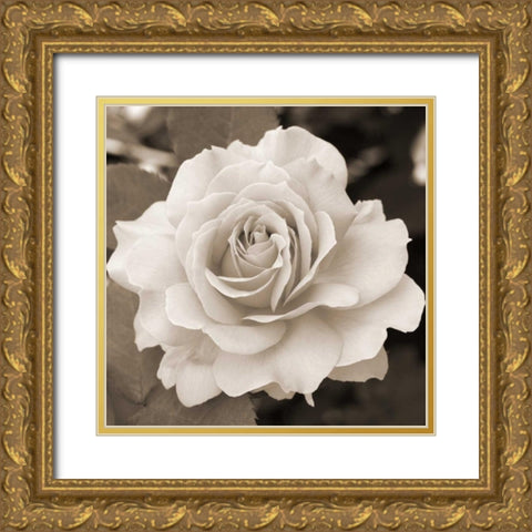 Rose Perfection Gold Ornate Wood Framed Art Print with Double Matting by Semenza, Marlana