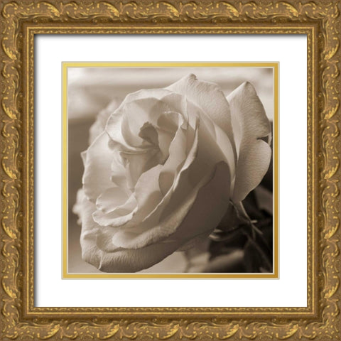 Sepia Rose 1 Gold Ornate Wood Framed Art Print with Double Matting by Semenza, Marlana