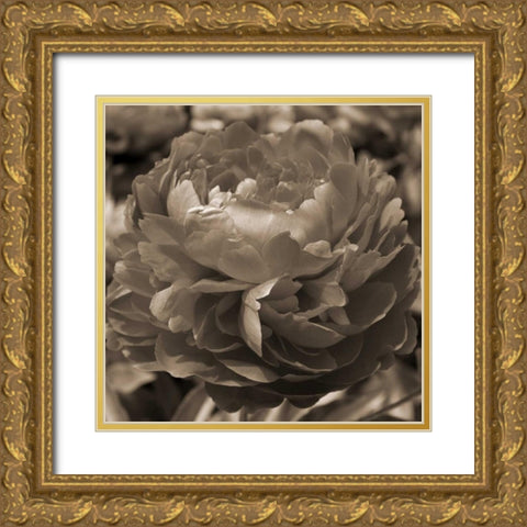 Peony Glory Gold Ornate Wood Framed Art Print with Double Matting by Semenza, Marlana