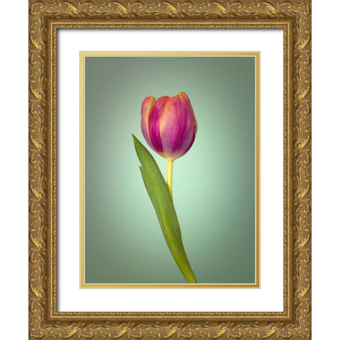 Single Tulip Flower, Side View Gold Ornate Wood Framed Art Print with Double Matting by Frank, Assaf