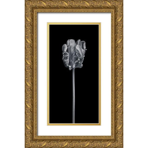 Rcoco tulip-side view Gold Ornate Wood Framed Art Print with Double Matting by Frank, Assaf