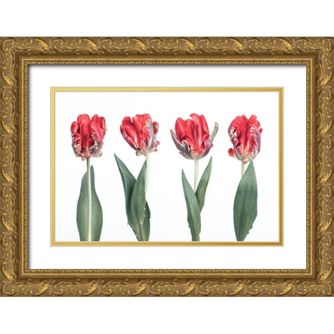 Rococo Tulips Gold Ornate Wood Framed Art Print with Double Matting by Frank, Assaf