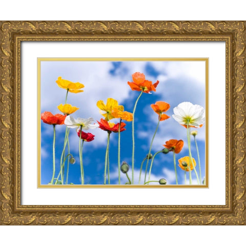 Poppies against blue skies Gold Ornate Wood Framed Art Print with Double Matting by Frank, Assaf